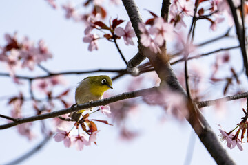 北限のメジロと桜