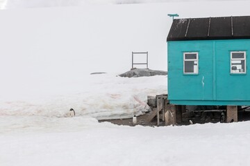 Turquoise hut on the Damoy point headland in Antarctica surrounded by a thick layer of snow