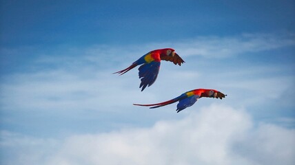 Closeup of two scarlet macaw parrots in flight