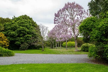 Beautiful purple jacaranda tree in lush green garden in Kapiti, New Zealand