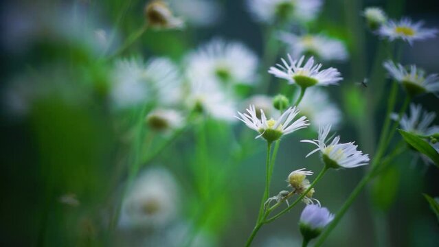 Close up of annual fleabane (Erigeron annuus) in  meadow