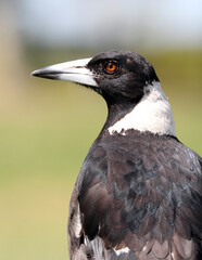 Close up portrait of an Australian magpie bird
