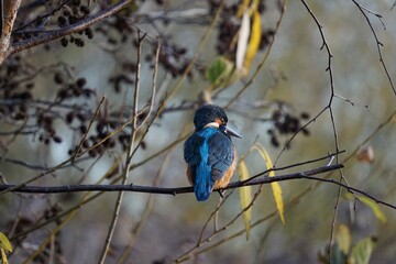 Kingfisher sat in a tree searching for fish