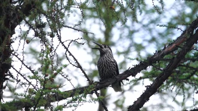 A Eurasian nutcracker (Nucifraga caryocatactes) sits on top of a larch tree. A beautiful forest bird on a blue sky background.