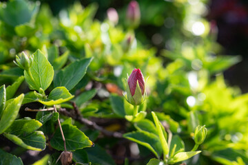 Red chinese hibiscus bud. Emerging flower of chinese rose