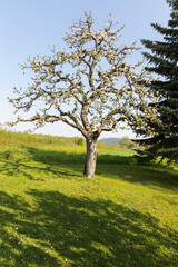 Large tree in a green field with farm fields in the background in the German countryside