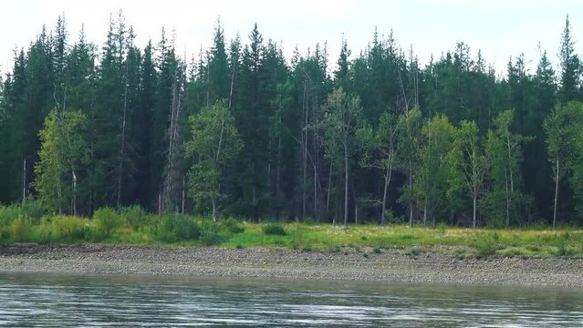 The Aldan River, tributary of the great Siberian Lena River. Smooth strong current abd whirlpools, Boreal forests (larch taiga) along the shores