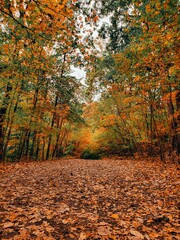 Naklejka premium Vertical shot of beautiful foliage and trees at Dunbar Cave State Park in the fall