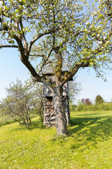 Large budding tree in a green field with farm fields in the background in the German countryside