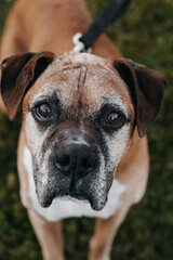 Still life photo of a an older brown boxer dog.