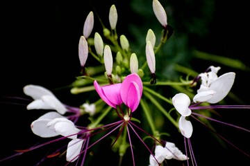 Closeup of spider flower