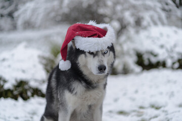 Angry husky dog ​​with a blue eye in a gnome hat in winter. © Dmitri