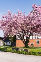 Large tree with pink bloom and barn in background