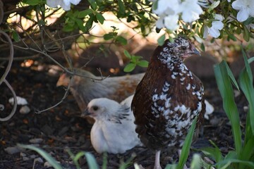 Closeup of chickens hiding on the farm in Erin, Tennessee