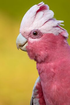 Portrait of a Galah against a yellow background