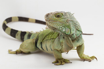 Big Green Iguana lizard isolated on a white background
