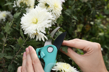 Woman pruning beautiful chrysanthemum flowers by secateurs in garden, closeup