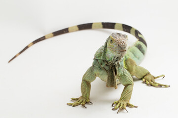 Big Green Iguana lizard isolated on a white background
