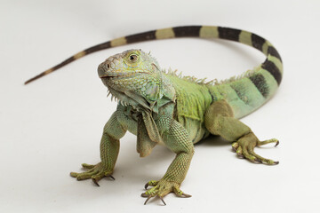 Big Green Iguana lizard isolated on a white background
