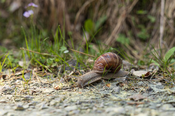 Brown snail on the ground
