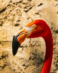 Fototapeta premium Flamenco americano rostro. Retrato flamenco americano.