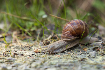 Brown snail on the ground