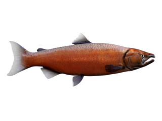 Chinook Salmon - Living in the Northern Pacific ocean the Chinook salmon fish live in schools and mate in rivers.