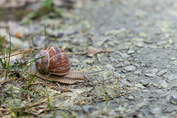 Brown snail on the ground