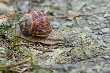 Brown snail on the ground