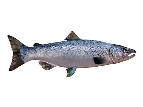 Atlantic Salmon - Living in the Northern Atlantic ocean the Atlantic salmon fish live in schools and mate in rivers.