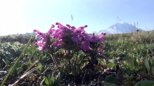 Dragon's head (Dracocephalum sp.) on the mountain meadows of Tolbachic volcano, Kamchatka, Siberia