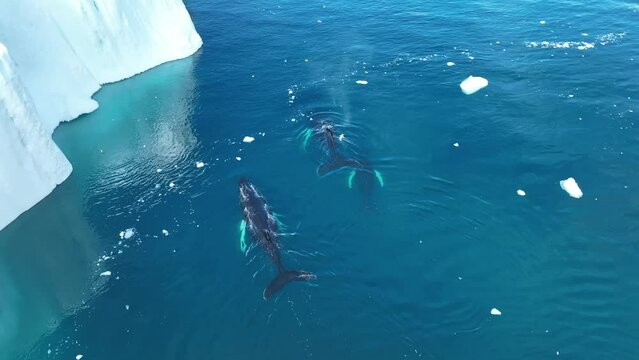 whales resting behind the icebergs from aerial view