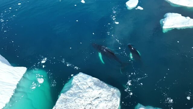 whales resting behind the icebergs from aerial view