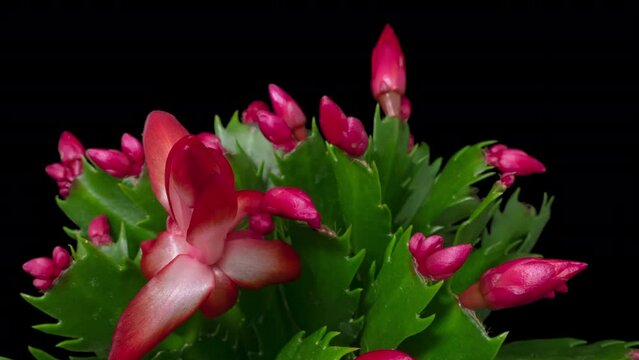 Macro time lapse blooming Schlumberger flower (Christmas cactus or Thanksgiving cactus), isolated on pure black background