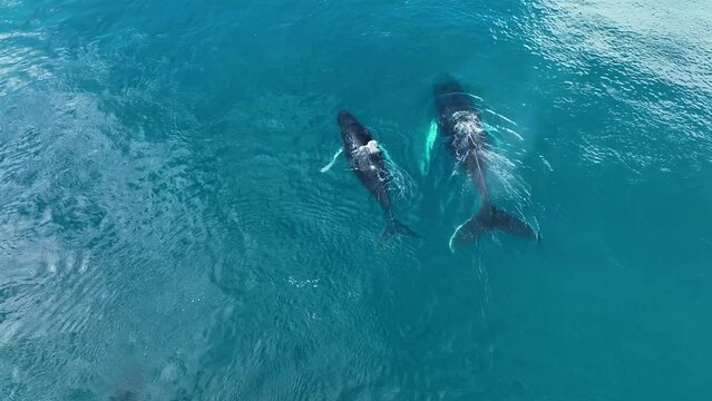 whales resting behind the icebergs from aerial view