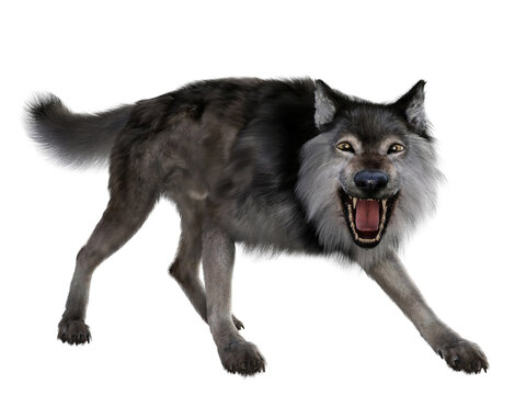 Dire Wolf Snarl - The carnivorous Dire Wolf lived in North and South America during the Pleistocene Period.