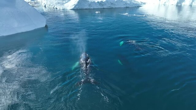 whales resting behind the icebergs from aerial view