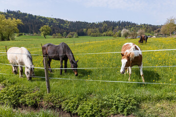 Fototapeta na wymiar Horses in a green pasture with yellow flowers and blooming trees in background