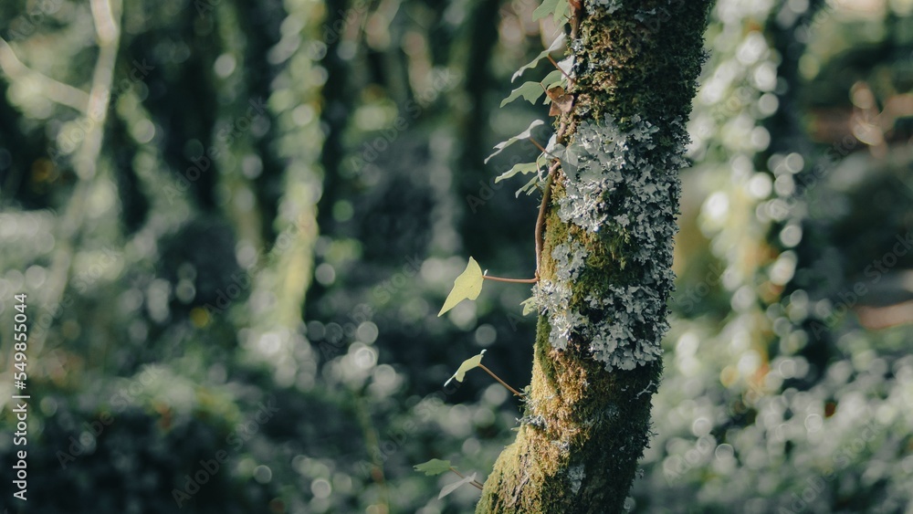 Poster shallow focus of rough tree trunks with green moss in sintra, forest with blur background