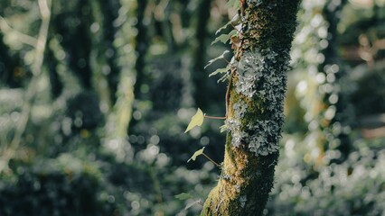 Shallow focus of rough tree trunks with green moss in Sintra, Forest with blur background
