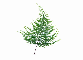 Christmas fern leaf isolated on white