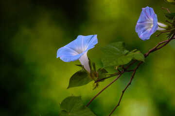 Wild Japanese morning glory flowers (Ipomoea nil) is a species of Ipomoea morning glory known by several common names, including picotee morning glory, ivy morning glory. Selective focus - obrazy, fototapety, plakaty