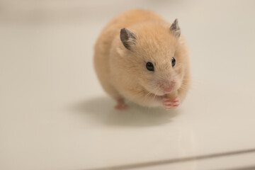 A hamster on a white background greedily stuffs food behind its cheeks.
