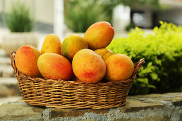 Delicious fresh ripe mangos in basket outdoors