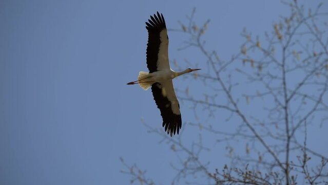 Low angle view of a flying stork