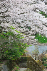 嬉野温泉街の桜「塩田川付近」