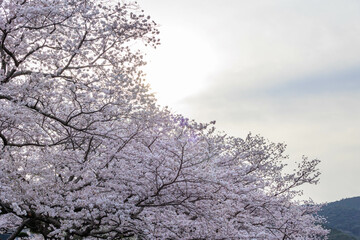 嬉野温泉街の桜「塩田川付近」