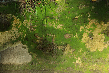 Textured wall with green moss as background, closeup