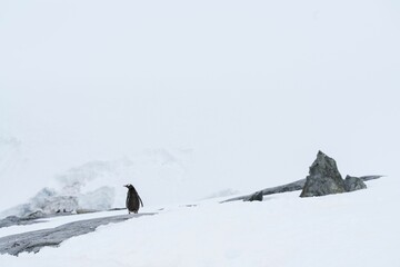 Adorable penguin walking on a glacier with rocks in Antarctica