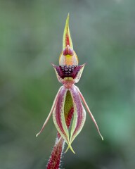 Selective focus of Majura Spider Orchid